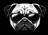 Digital Pug logo